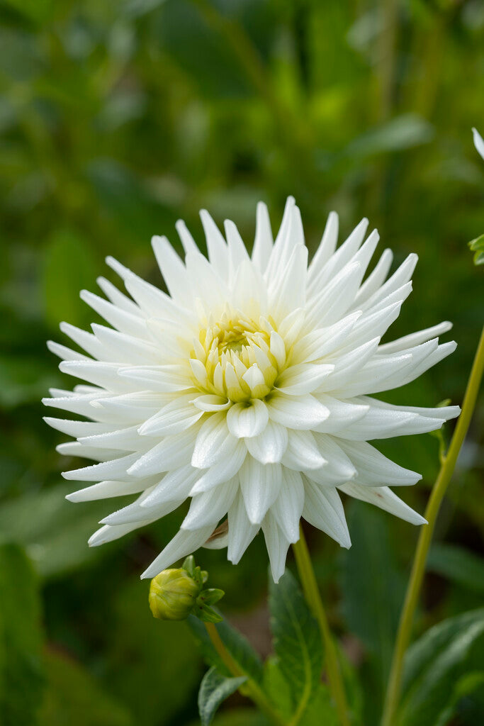 Dahlia Cactus My Love 1-pakning